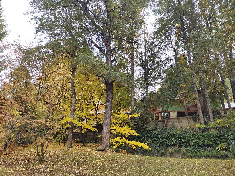 Cabaña Cabaña rodeada de bosque nativo para 12 c parrilla en Alihuen Alto, foto 42